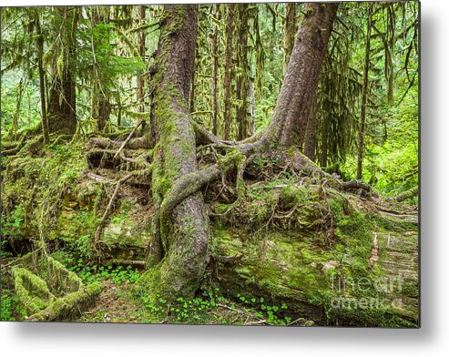 Hall Of Mosses Metal Print featuring the photograph Nurse Tree in Olympic National Park by Bryan Mullennix