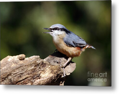 Nuthatch Metal Print featuring the photograph Nuthatch by Maria Gaellman
