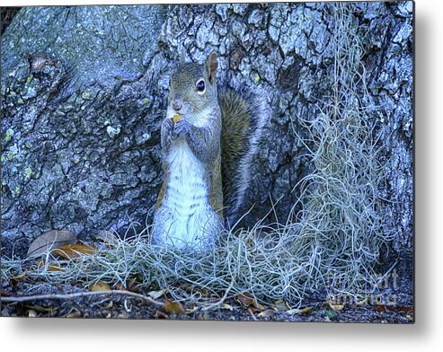 Squirrel Metal Print featuring the photograph Nuts Anyone by Deborah Benoit
