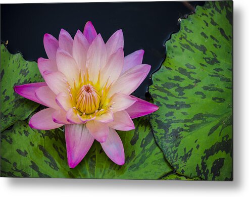 Water Lily Metal Print featuring the photograph Nymphaea Hot Pink Water Lily by Deborah Smolinske