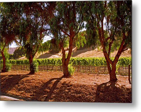 Trees Metal Print featuring the photograph Oak Trees and Vines by Gary Brandes