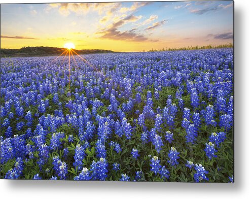 Bluebonnet Photos Metal Print featuring the photograph Ocean of Bluebonnets at Sunset 1 by Rob Greebon