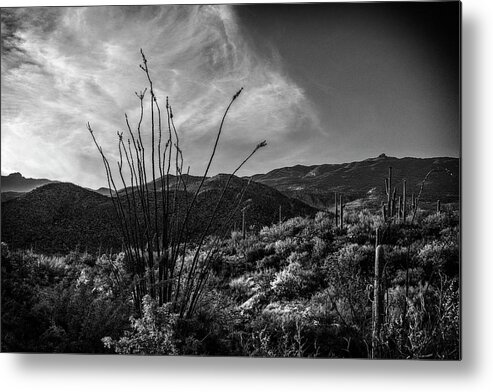 Ocotillo Metal Print featuring the photograph Ocotillo at Sunrise by Sandra Selle Rodriguez