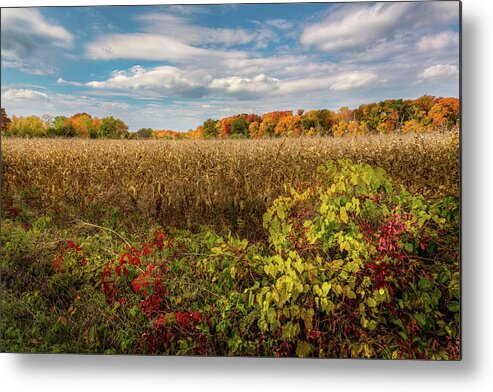 Cornfield Metal Print featuring the photograph October by Bill Wakeley