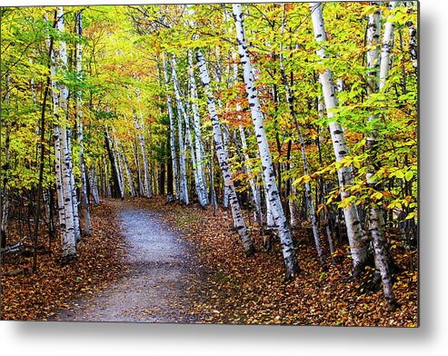 Autumn Metal Print featuring the photograph October Birch Forest by Mircea Costina Photography