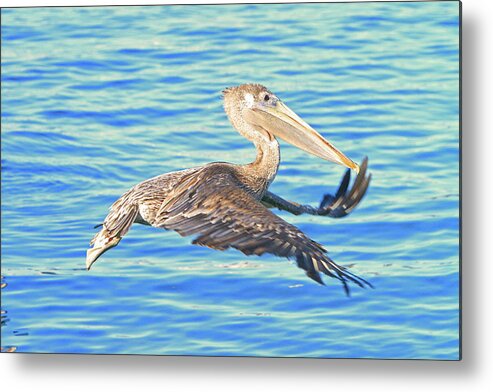 Pelican Metal Print featuring the photograph Odd Flight by Shoal Hollingsworth