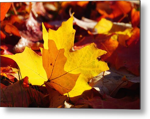 Of Light And Leaves Metal Print featuring the photograph Of Light and Leaves too by Rachel Cohen
