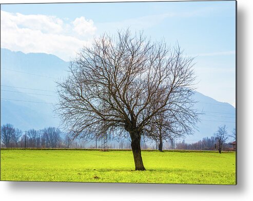 Dubino Metal Print featuring the photograph Old Tree by Pavel Melnikov
