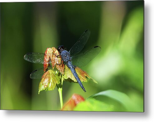 Nature Metal Print featuring the photograph On a Leaf by Karol Livote