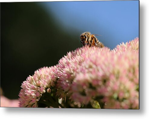 Bee Metal Print featuring the photograph On Flower Mountain by Angela Rath