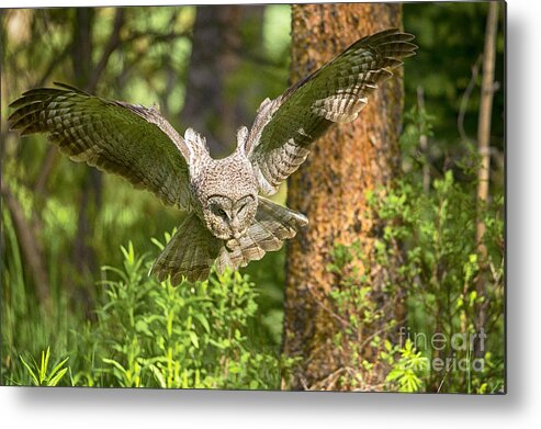 Great Gray Owl Metal Print featuring the photograph On The Hunt by Aaron Whittemore