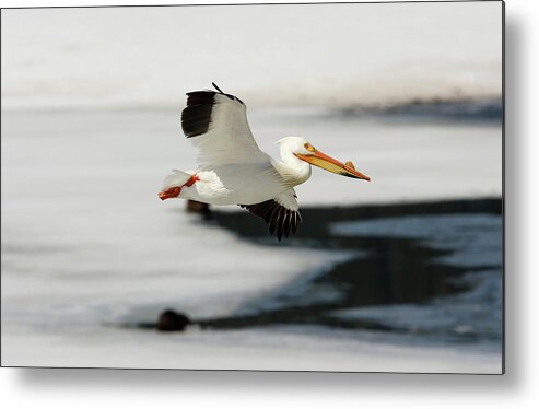 Pelican Metal Print featuring the photograph On the wings of a Pelican by Ronnie And Frances Howard
