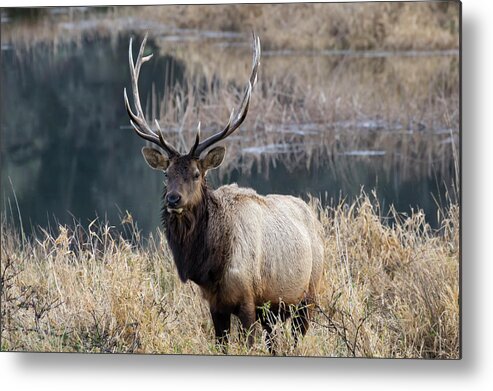 Elk Metal Print featuring the photograph On Watch by Steven Clark