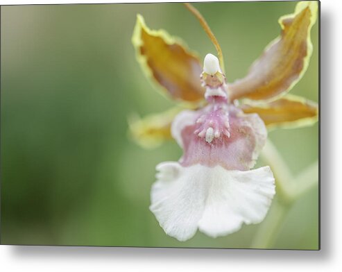 Oncidium Metal Print featuring the photograph Oncidium Surprise by Mary Angelini
