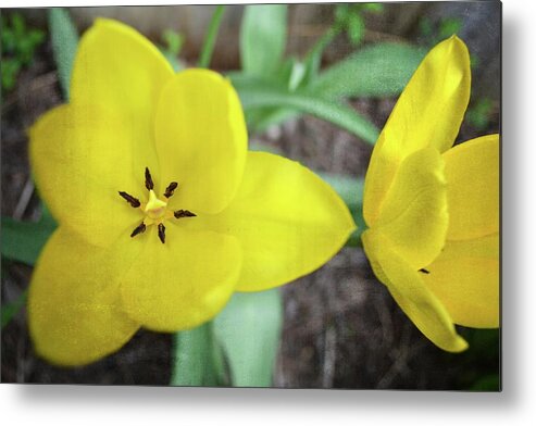 Hollander Metal Print featuring the photograph One and a Half Yellow Tulips by Michelle Calkins