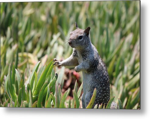 Squirrel Metal Print featuring the photograph Rock Squirrel by Christy Pooschke