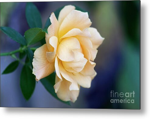 Rose Metal Print featuring the photograph One Last Rose by Joan Bertucci