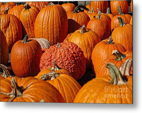 Pumpkin Metal Print featuring the photograph One of a Kind by Edward Sobuta