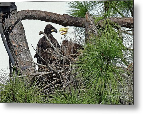 Eagles Metal Print featuring the photograph one of the Twins looking at mom by Liz Grindstaff
