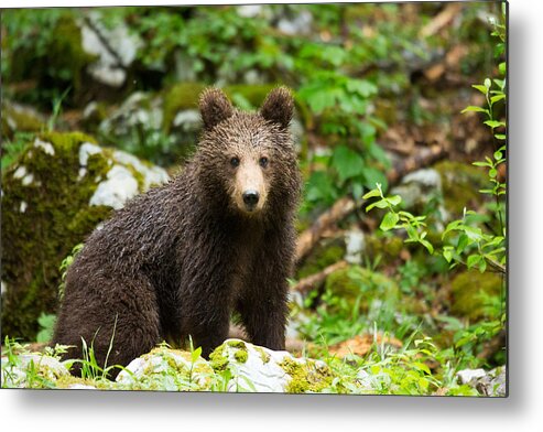 Brown Metal Print featuring the photograph One year old Brown Bear in Slovenia by Ian Middleton