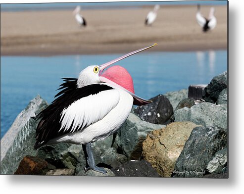 Pelicans Metal Print featuring the digital art Open wide 61063 by Kevin Chippindall