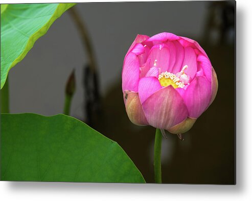 Bloom Metal Print featuring the photograph Opening Lotus Lily by Dennis Dame