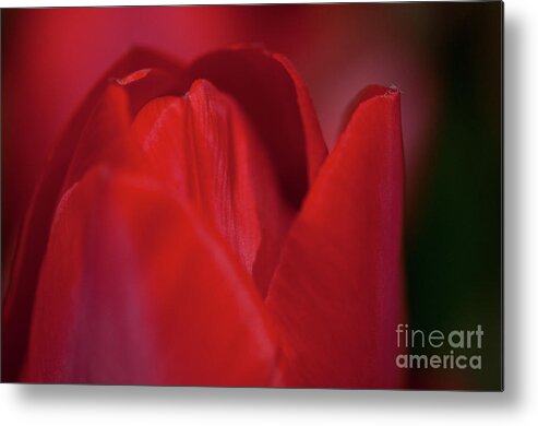 Angelini Metal Print featuring the photograph Opening Red Tulip visit www.AngeliniPhoto.com for more by Mary Angelini