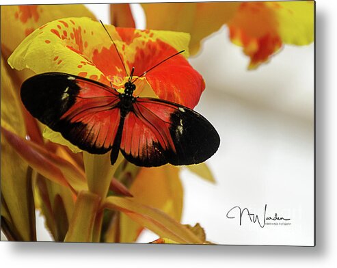 Orange Metal Print featuring the photograph Orange and Black Butterfly by Norma Warden