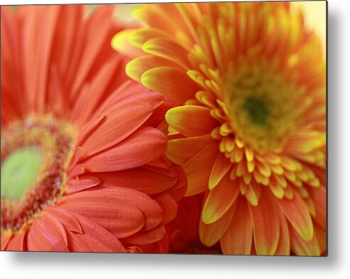 Gerbera Metal Print featuring the photograph Orange and Yellow Daisies by Angela Murdock