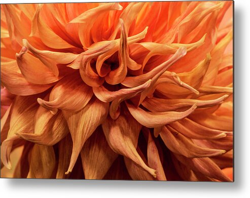 Plant Metal Print featuring the photograph Orange Dahlia Flower Closeup by Randall Nyhof