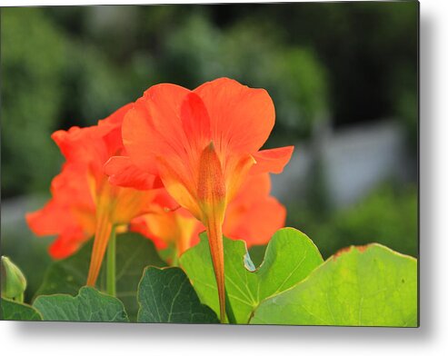 Flower Metal Print featuring the photograph Orange Flowers on a Plant by Robert Hamm