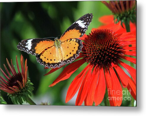 Butterfly Metal Print featuring the photograph Orange Lacewing by Paula Guttilla