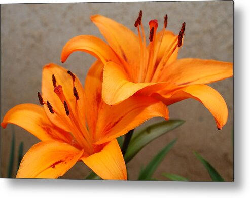 Flower Metal Print featuring the photograph Orange Lilies 2 by Amy Fose