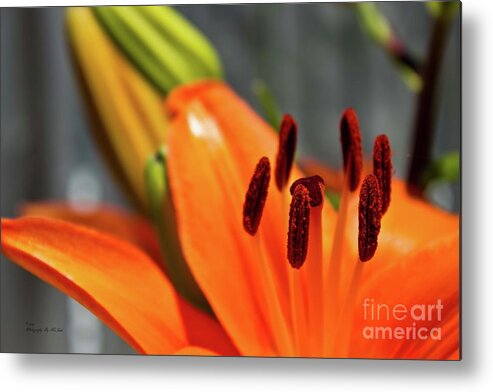 Orange Metal Print featuring the photograph Orange Lily Close Up by Ms Judi