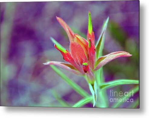 Beauty Metal Print featuring the photograph Orange Paintbrush Flower by Brian O'Kelly