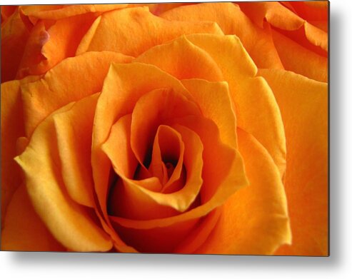 Orange Rose Metal Print featuring the photograph Orange Rose by Tony Grider
