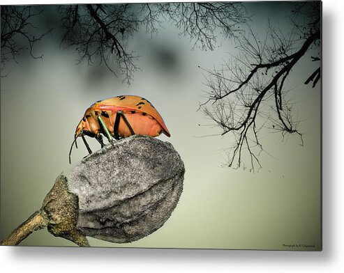 Stink Bug Metal Print featuring the photograph Orange stink bug 001 by Kevin Chippindall