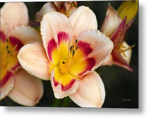 Lilies Metal Print featuring the photograph Orange Daylilies by Christina Rollo