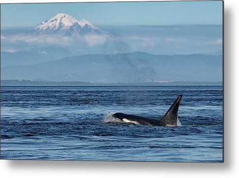 Orca Metal Print featuring the photograph Orca Male With Mt Baker by Randy Hall