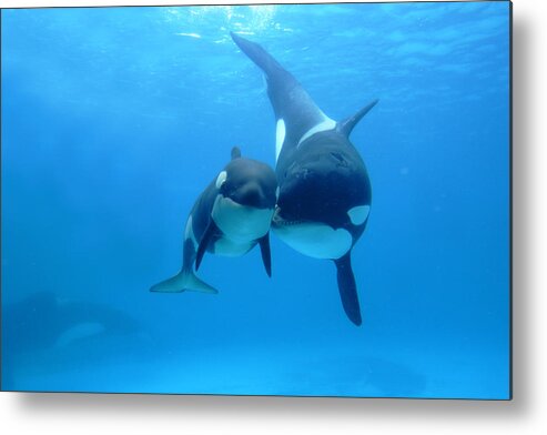 Mp Metal Print featuring the photograph Orca Mother And Newborn by Hiroya Minakuchi