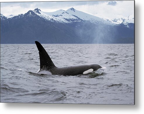 00196735 Metal Print featuring the photograph Orca in Inside Passage by Konrad Wothe