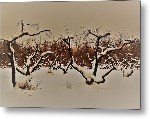 Trees Metal Print featuring the photograph Orchard by Gerald Salamone