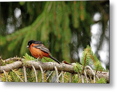 Oriole Metal Print featuring the photograph Orchard Oriole In Spruce Tree II by Debbie Oppermann