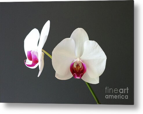 Orchid Metal Print featuring the photograph Orchid Blooms by Laurel Best