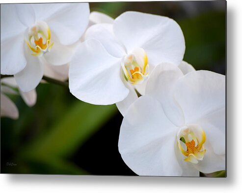 Orchid Metal Print featuring the photograph Orchid Flow by Deborah Crew-Johnson