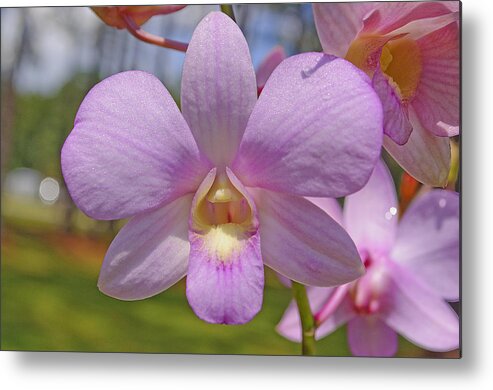Orchid Metal Print featuring the photograph Orchid Flower by Kenneth Albin