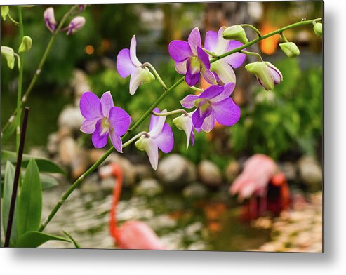 Orchid Metal Print featuring the photograph Orchids in Paradise by Nicole Lloyd