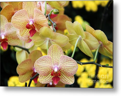 Plant Metal Print featuring the photograph Orchids by Jody Frankel 