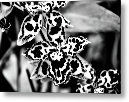 Flowers Metal Print featuring the photograph Orchids by Venura Herath