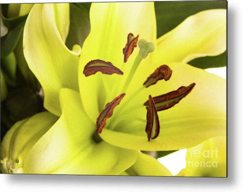 Alive Metal Print featuring the photograph Oriental Lily Flower by Raul Rodriguez